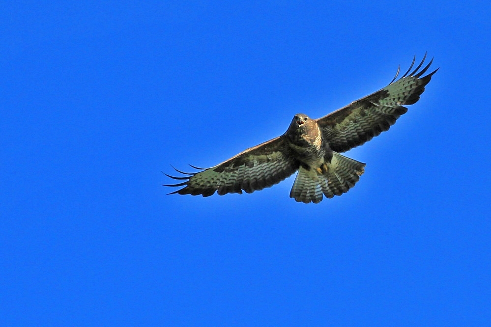 Bussard