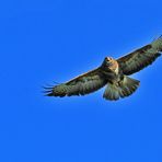 Bussard