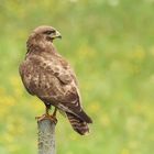 Bussard