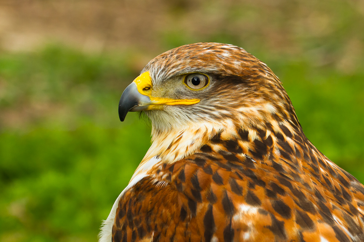 Bussard