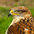 Bussard