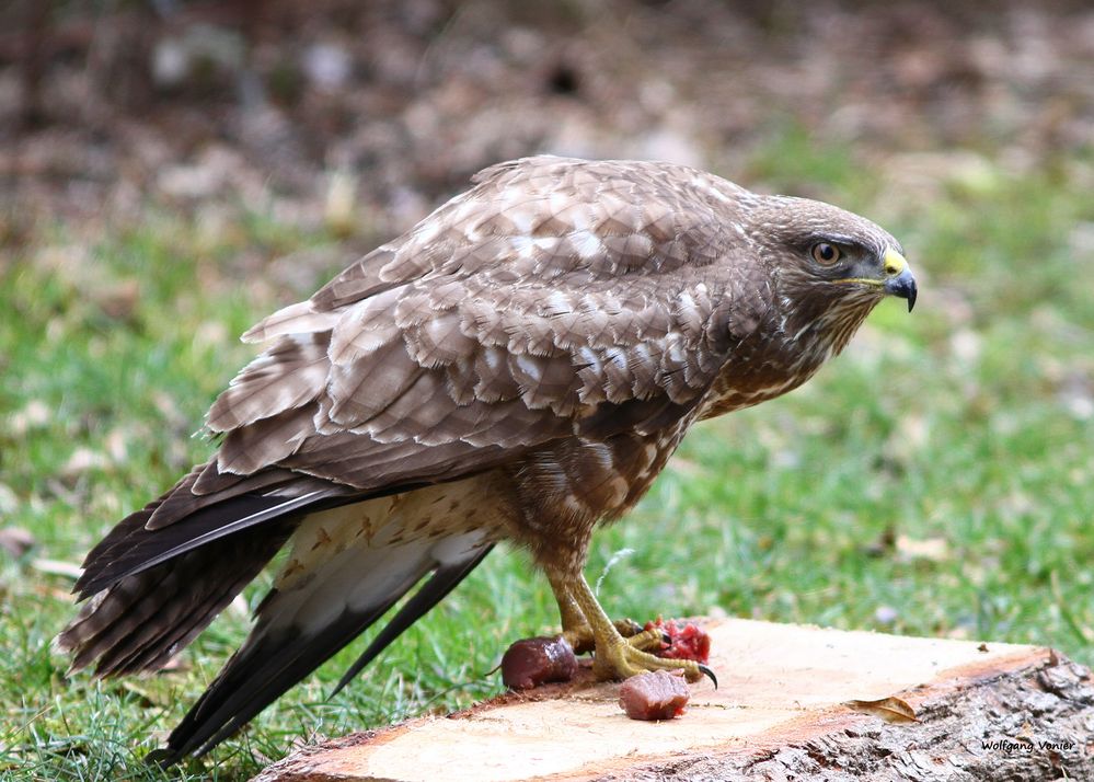 Bussard