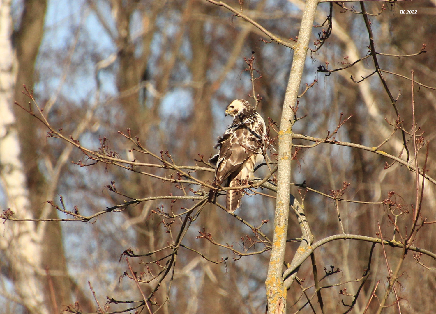 Bussard