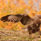 Bussard