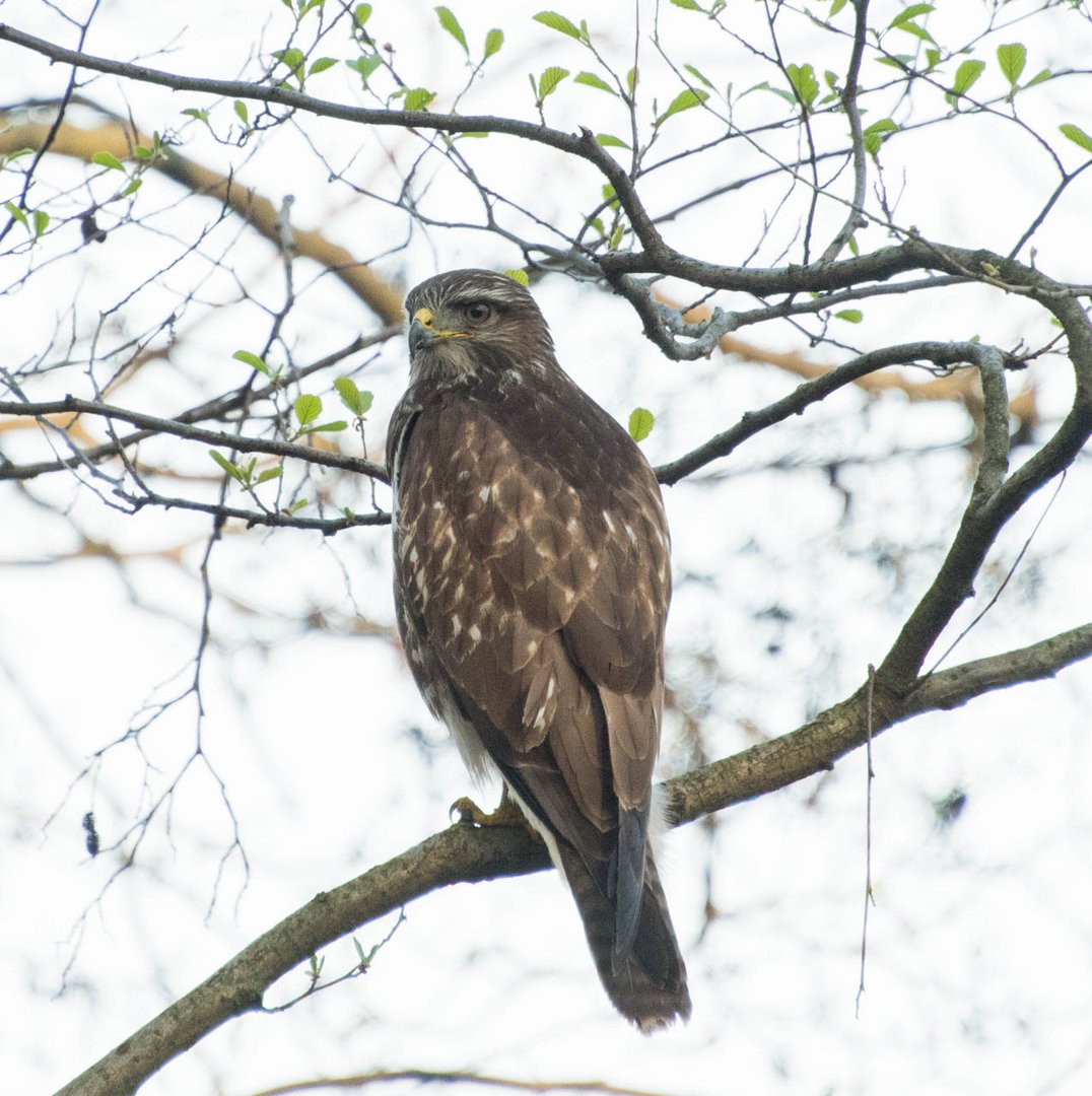 Bussard Foto & Bild natur Bilder auf