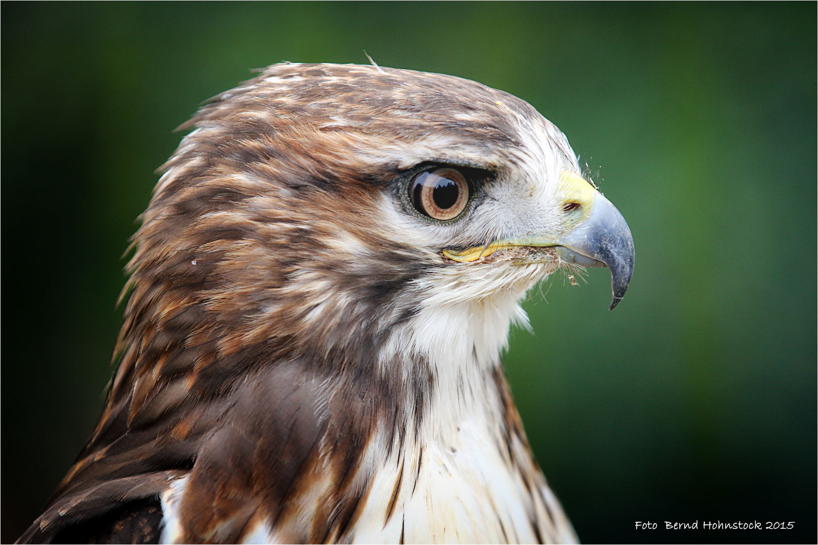 Bussard ....