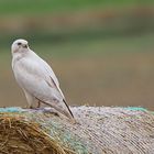 Bussard "Cappuccino"