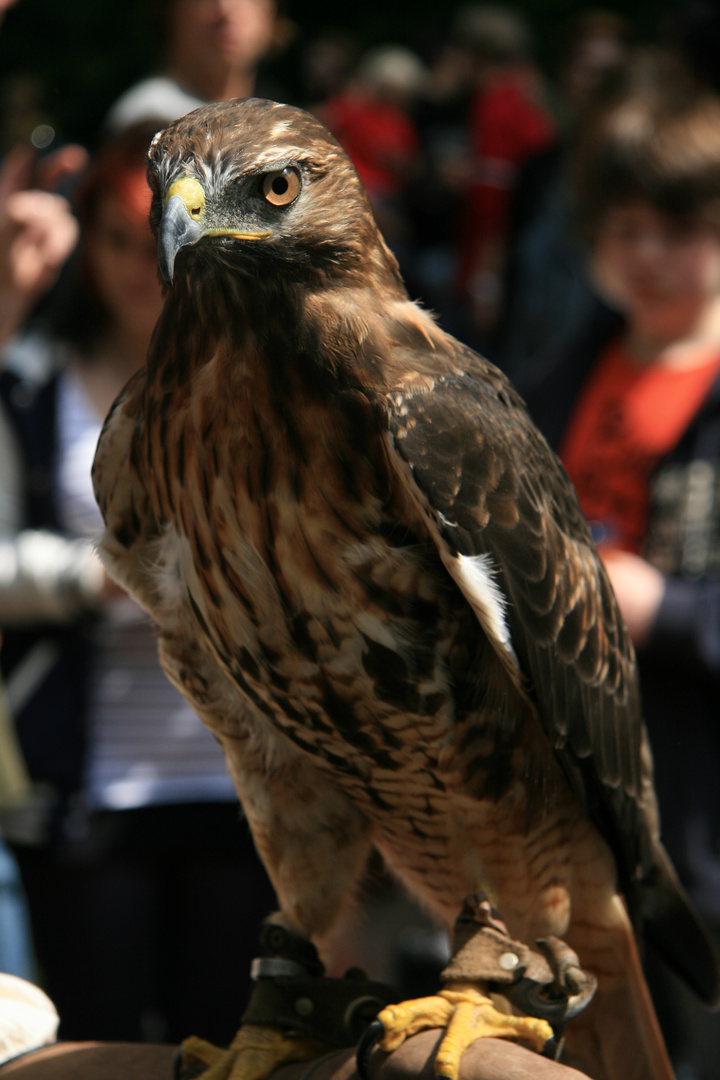 Bussard