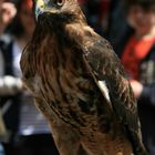 Bussard