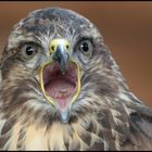 BUSSARD