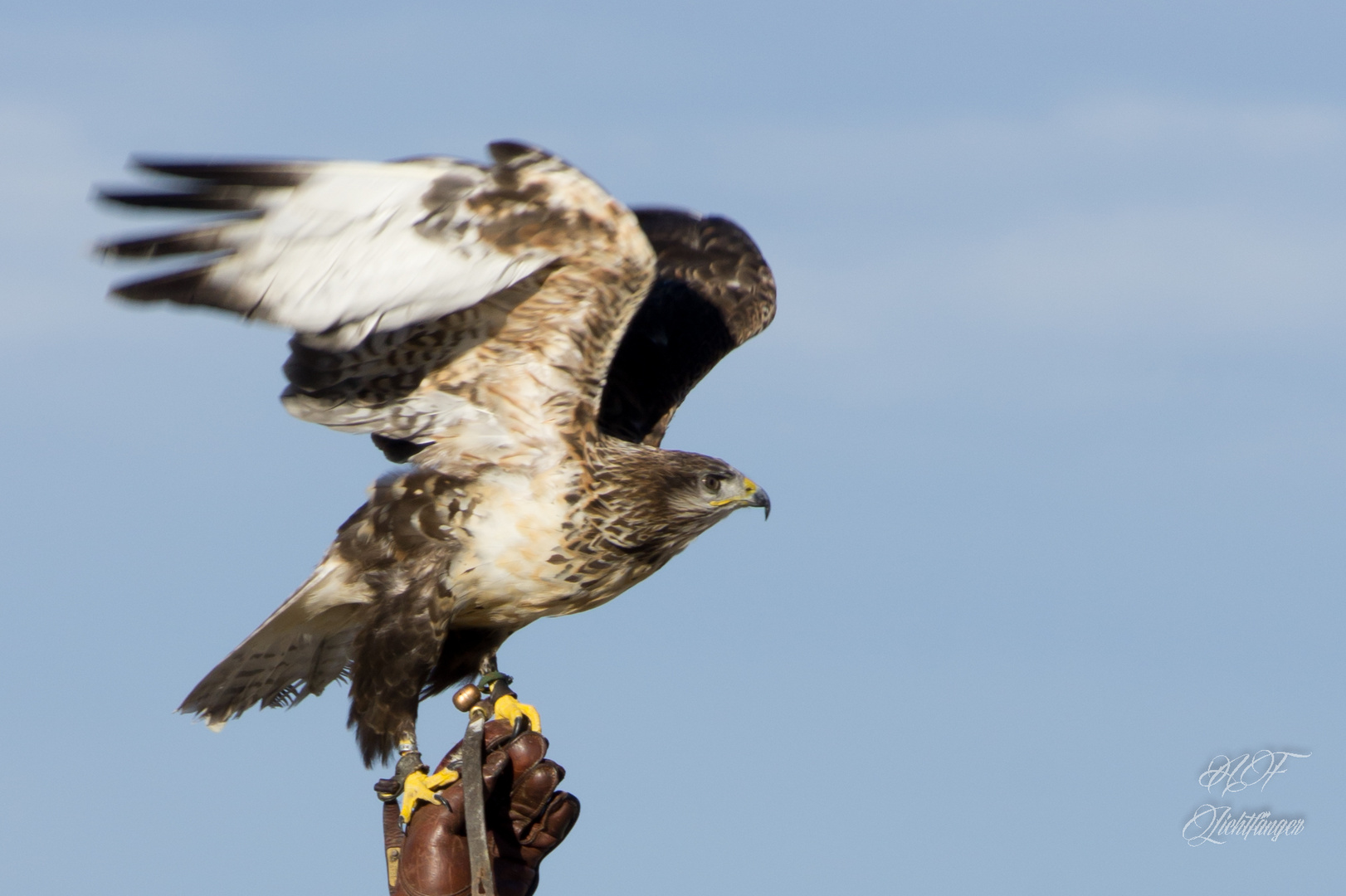 Bussard