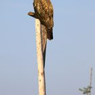 Bussard