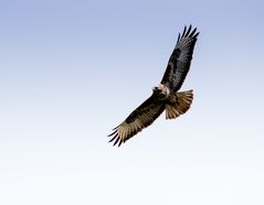 Bussard