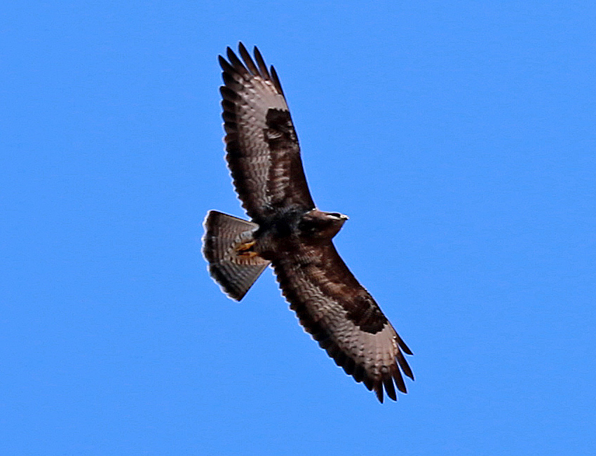 Bussard