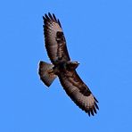 Bussard