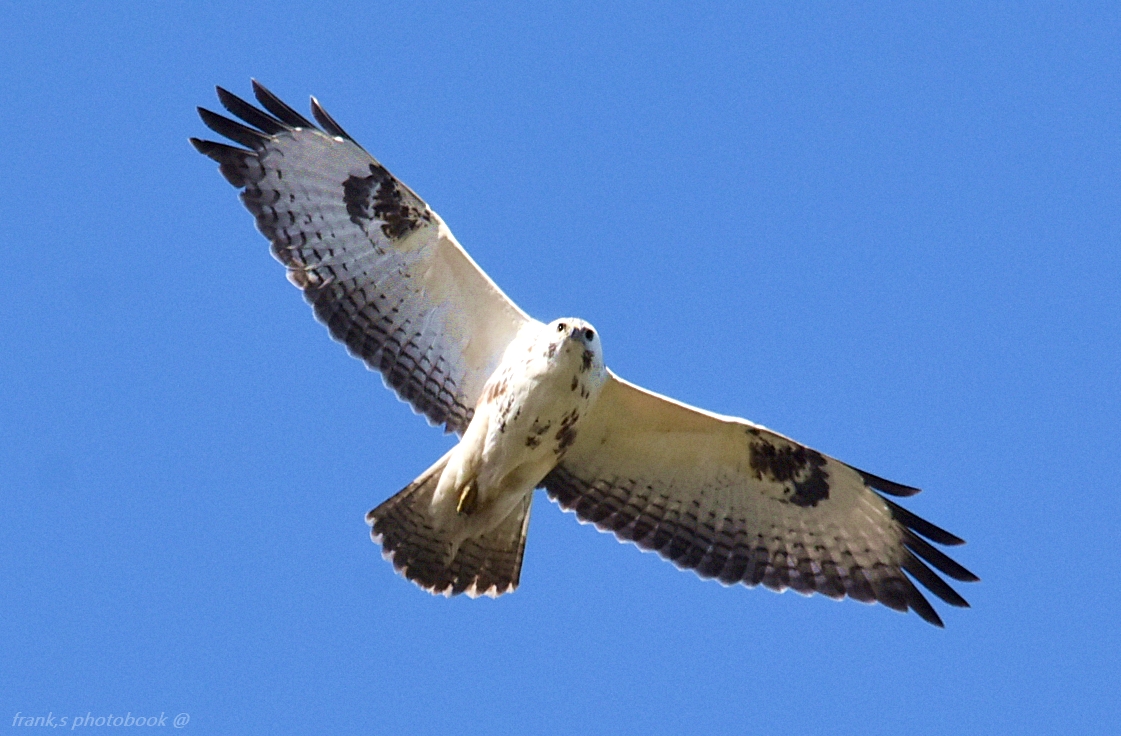 Bussard  