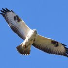 Bussard  