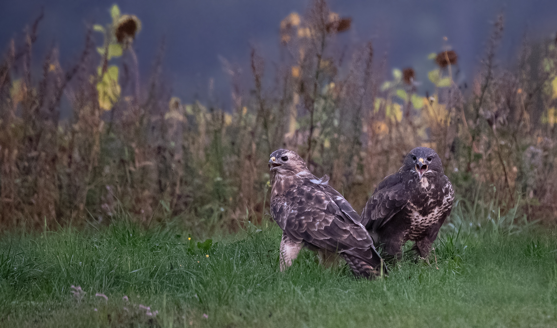 Bussard