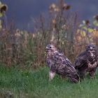 Bussard