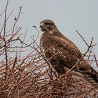 Bussard