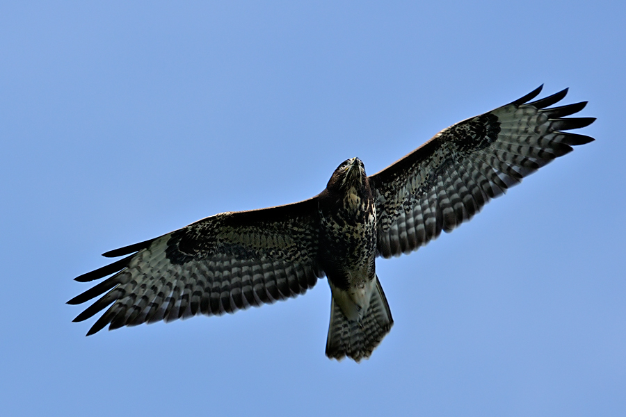 Bussard