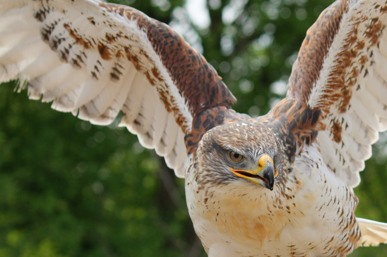 Bussard