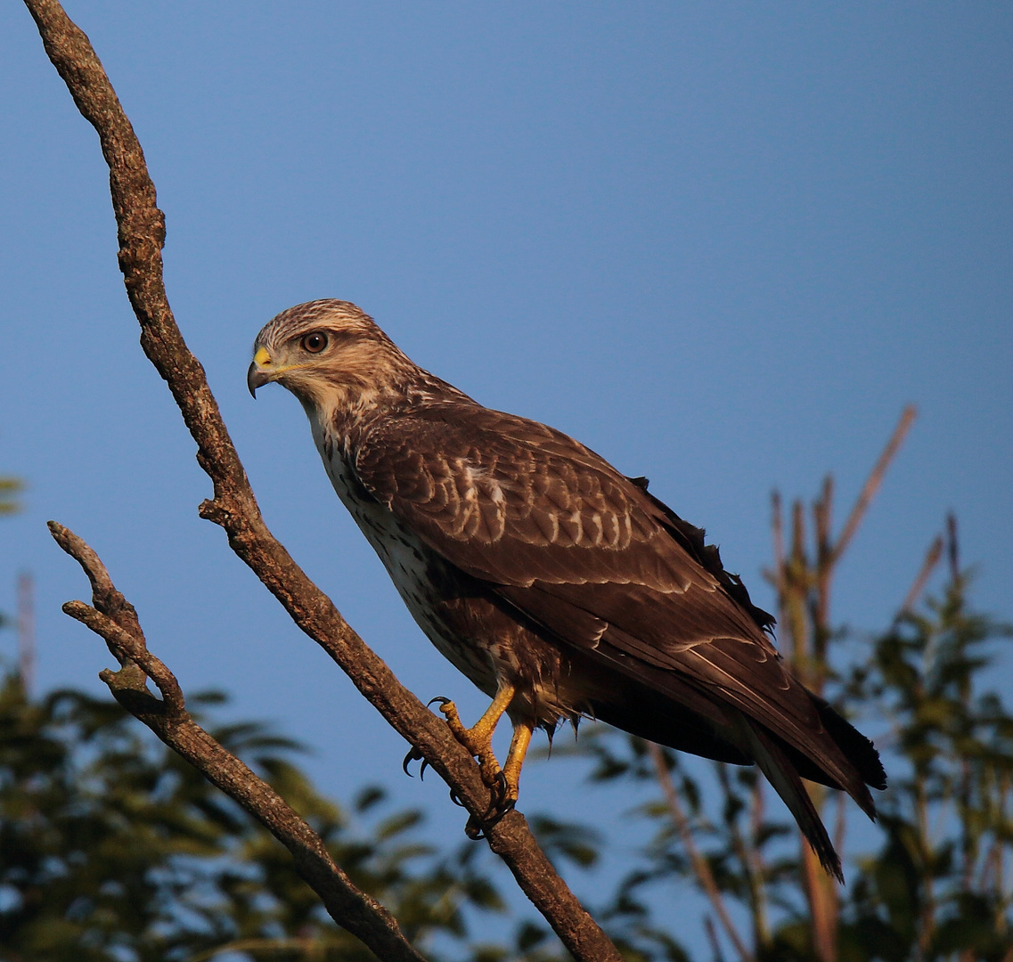 Bussard