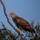 Bussard