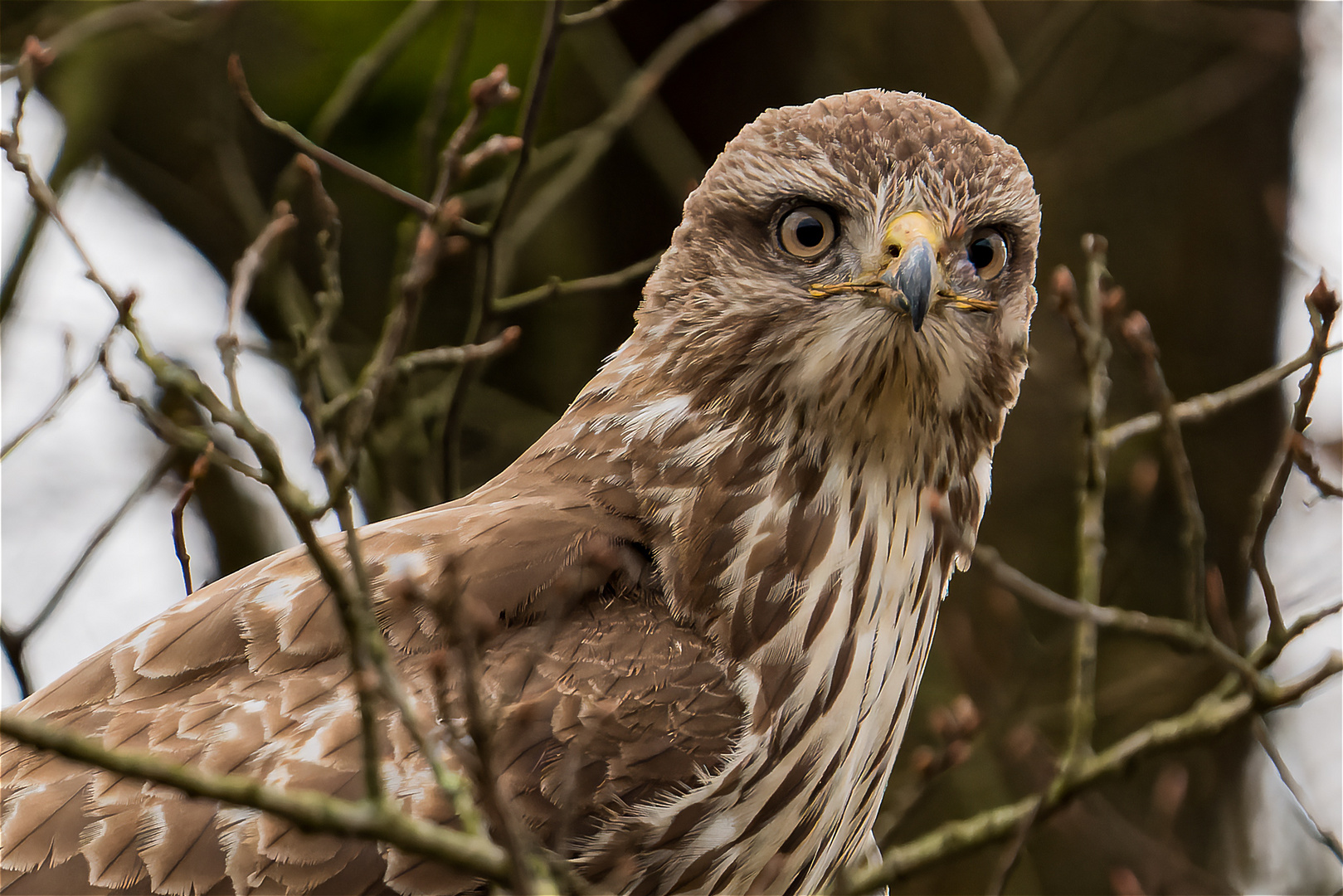 Bussard-close