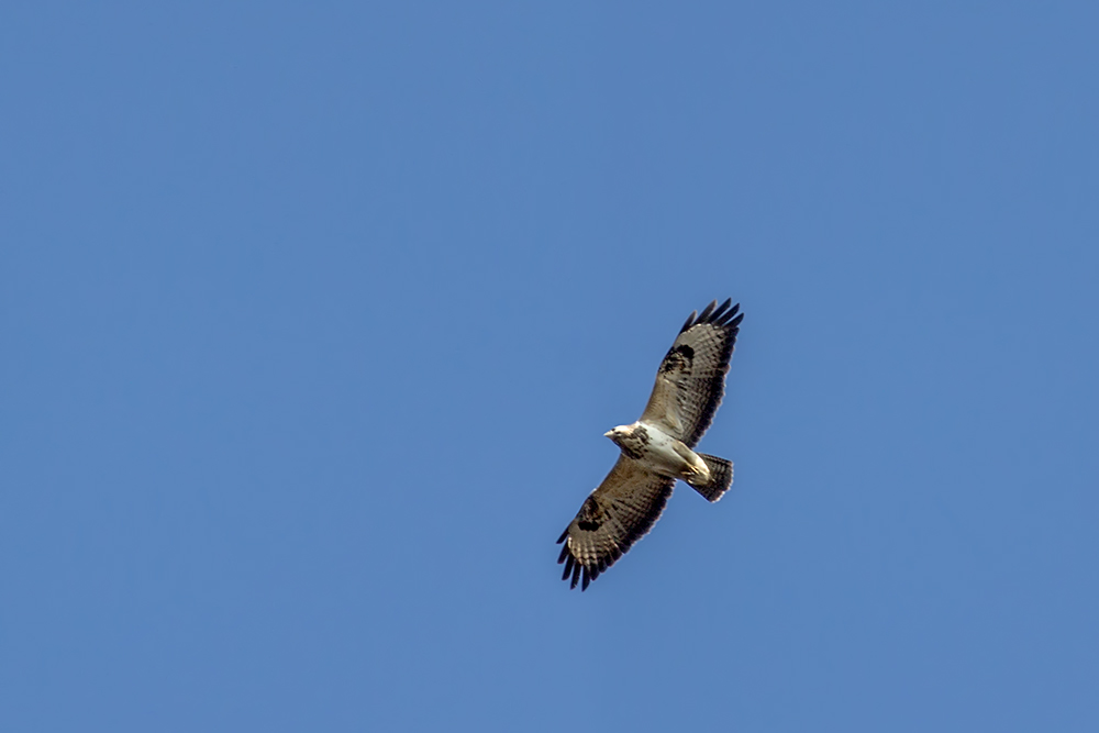 Bussard - Crop und Äste entfernt