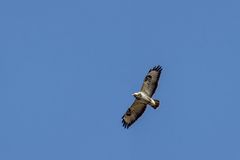 Bussard - Crop und Äste entfernt