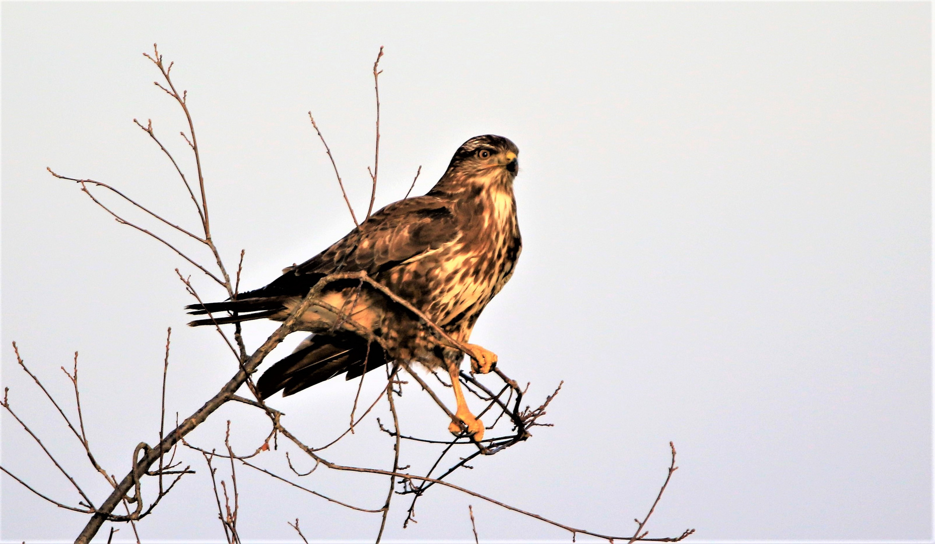 Bussard