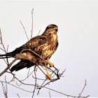 Bussard