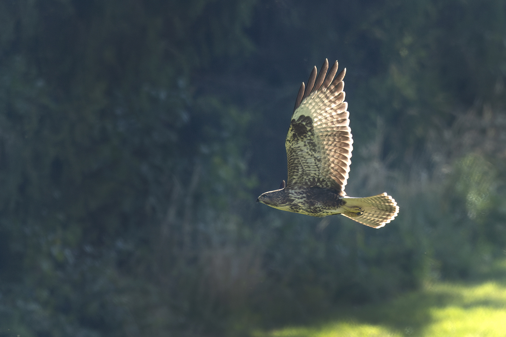 Bussard