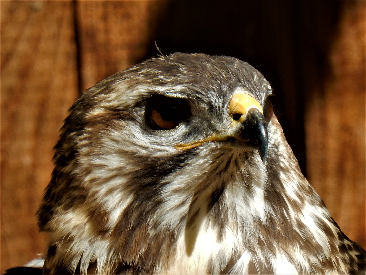 Bussard