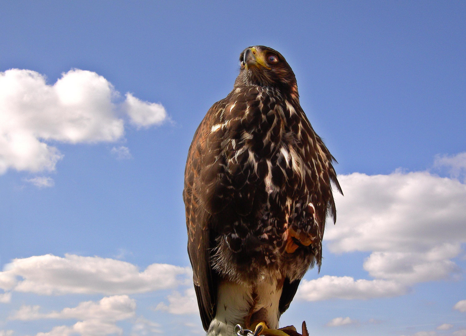 Bussard