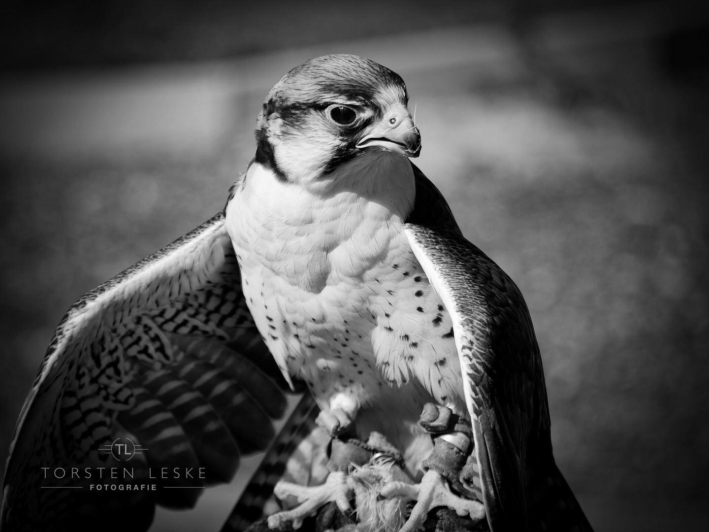 Bussard