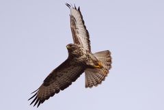 Bussard