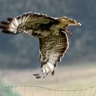 Bussard