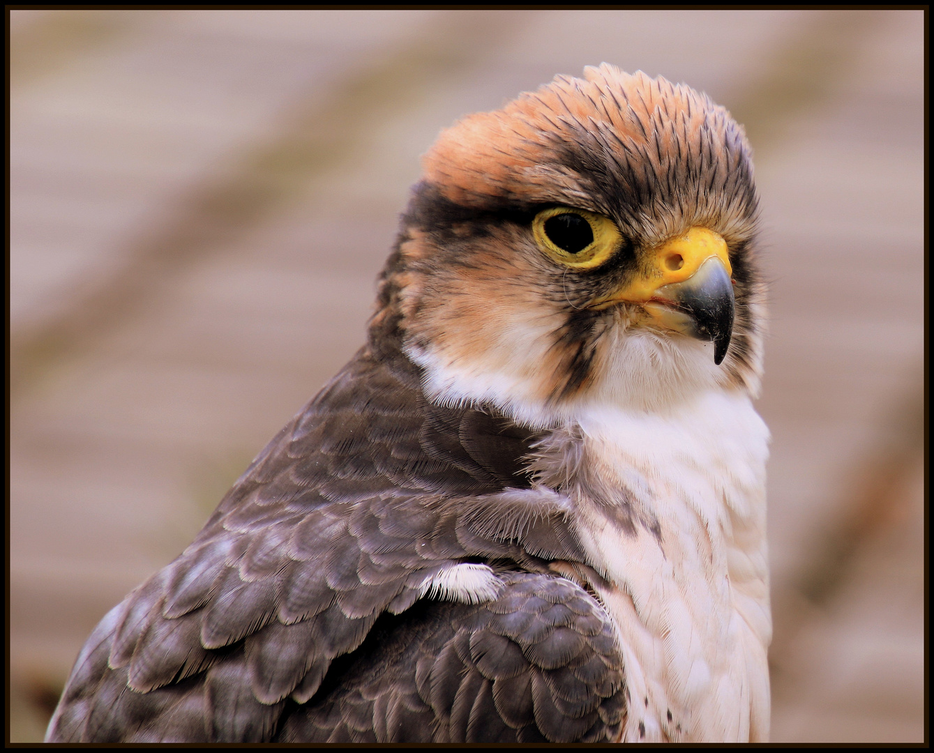 Bussard Foto & Bild tiere, wildlife, natur Bilder auf