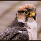 Bussard