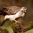 BUSSARD