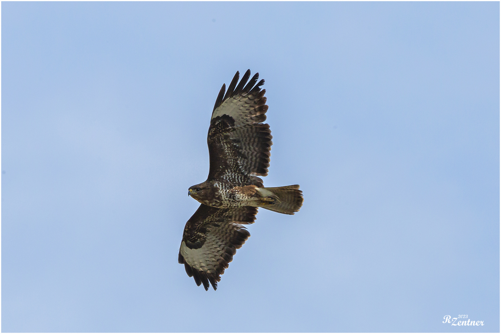 Bussard