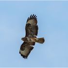 Bussard