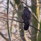 Bussard