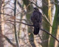 Bussard