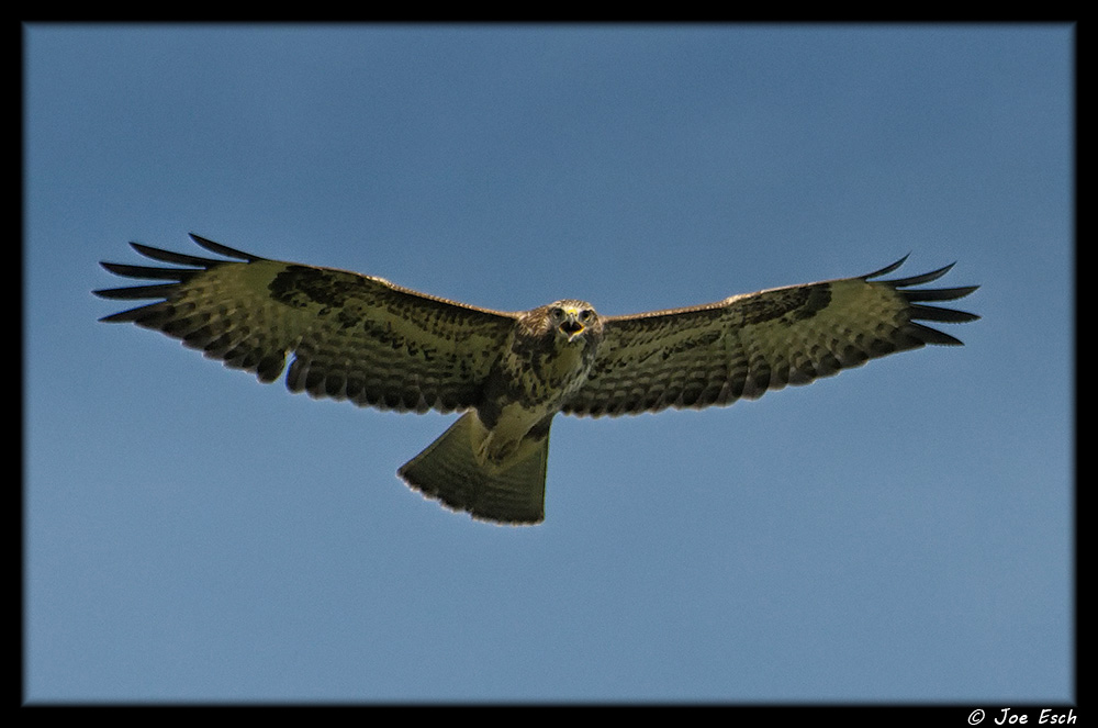 Bussard