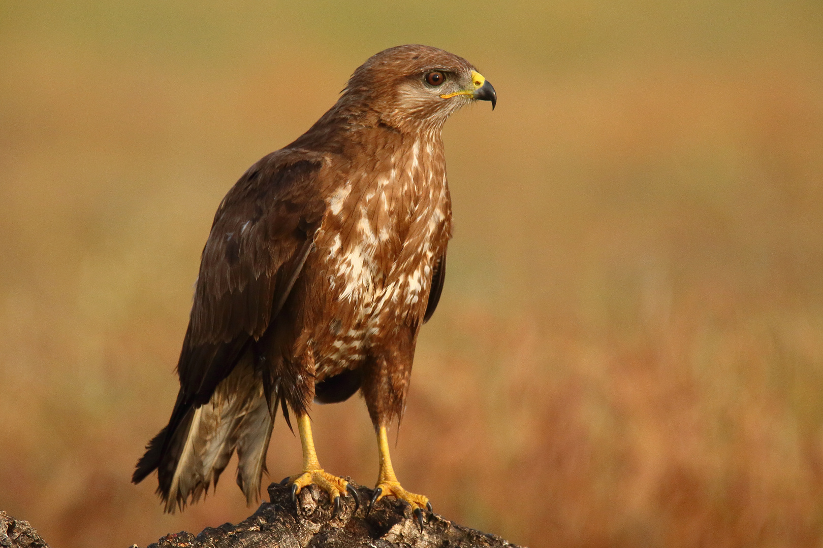 Bussard Foto & Bild tiere, wildlife, natur Bilder auf