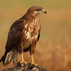 Bussard