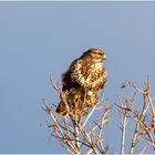 Bussard